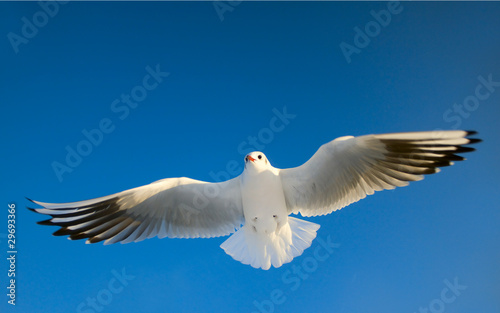 möwe