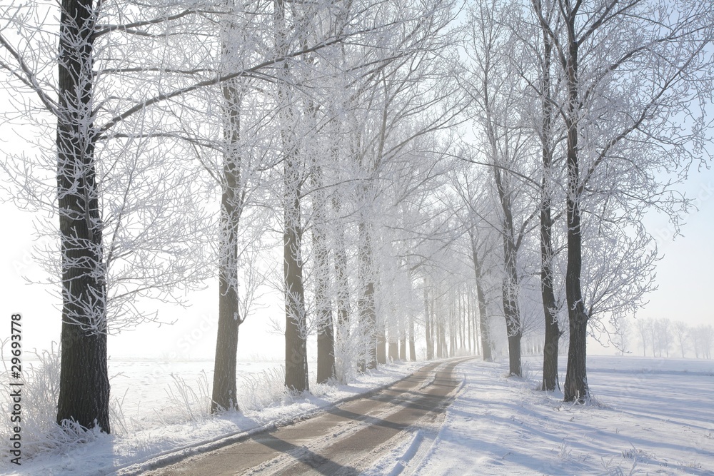 Winter rural road between the trees covered with frost at dawn Winter rural road between the trees covered with frost at dawn