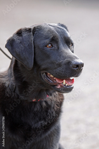 Schwarzer Hund © Martina Berg