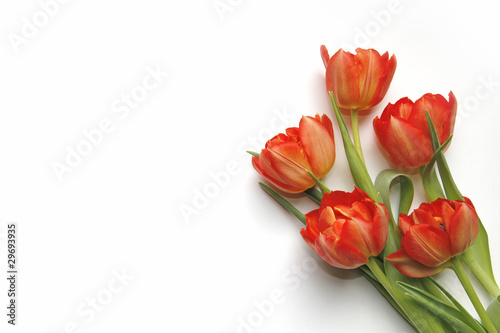 Tulpen1