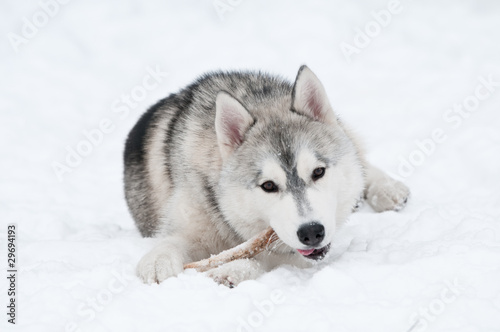 siberian husky dog at winter © Kadmy