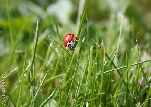 Ladybird in the grass