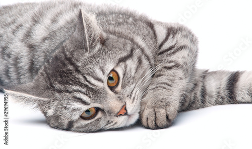 Isolated grey cat