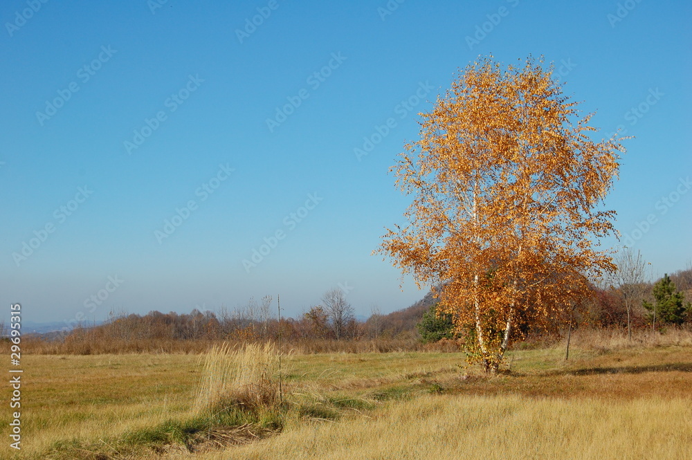 Fototapeta premium Yelow tree