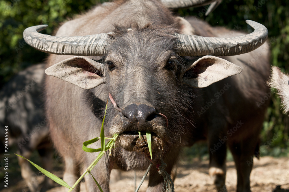 Buffalo Buffalo