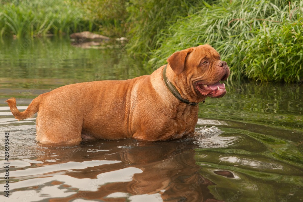 Young Dogue De Bordeaux is going to swim in forest river