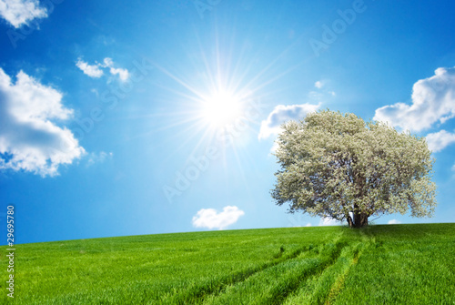 Spring landscape with a green field and a blossoming tree
