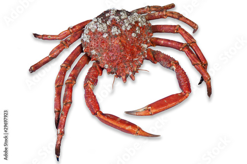 wonderful red cooked crab photo