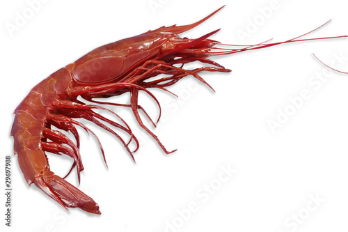 Single king prawn or shrimp photo