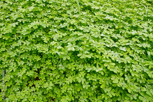 Carpet of spring green clover.
