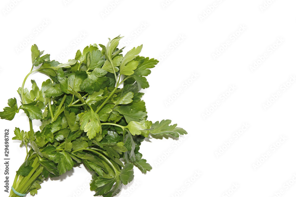 Fototapeta premium parsley1
