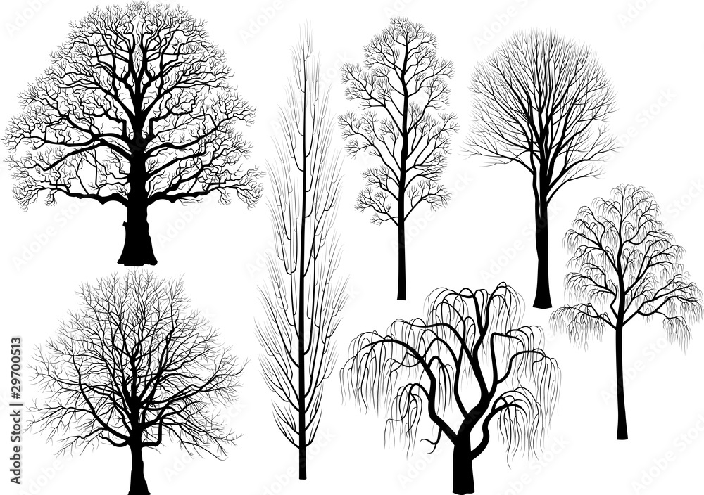 Obraz premium Collection of trees in black