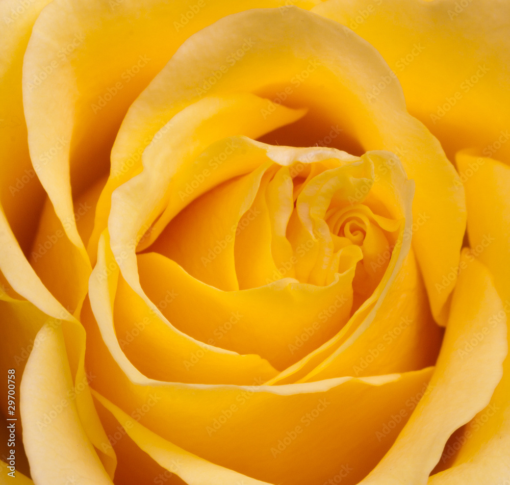 Gelbe Rose Gelbe Rose