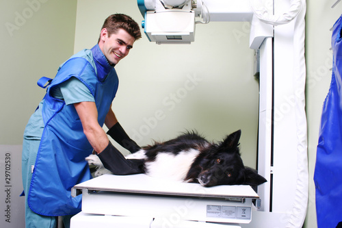 dog ready for x-ray