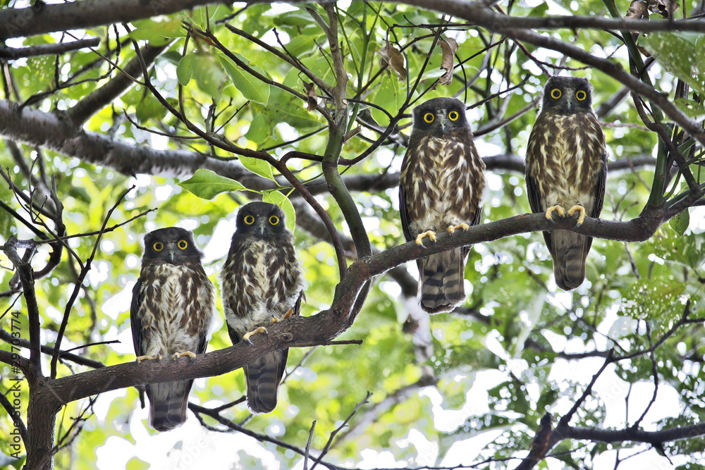 Obraz premium アオバズク