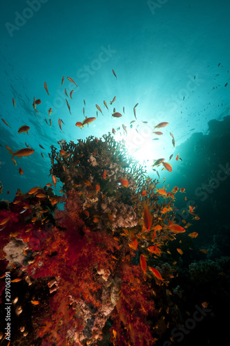 Fish, coral and sun in the Red Sea.