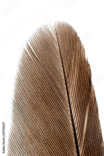 isolated bird feather on white background