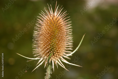 teasel plant