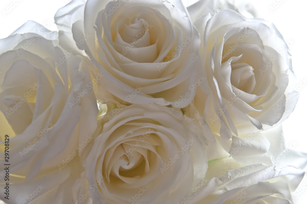 Clouse-up of white roses on a white background Clouse-up of white roses on a white background