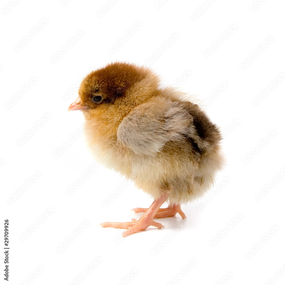 Obraz premium Brown chicken