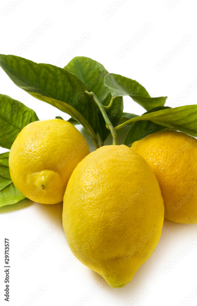 limoni su fondo bianco