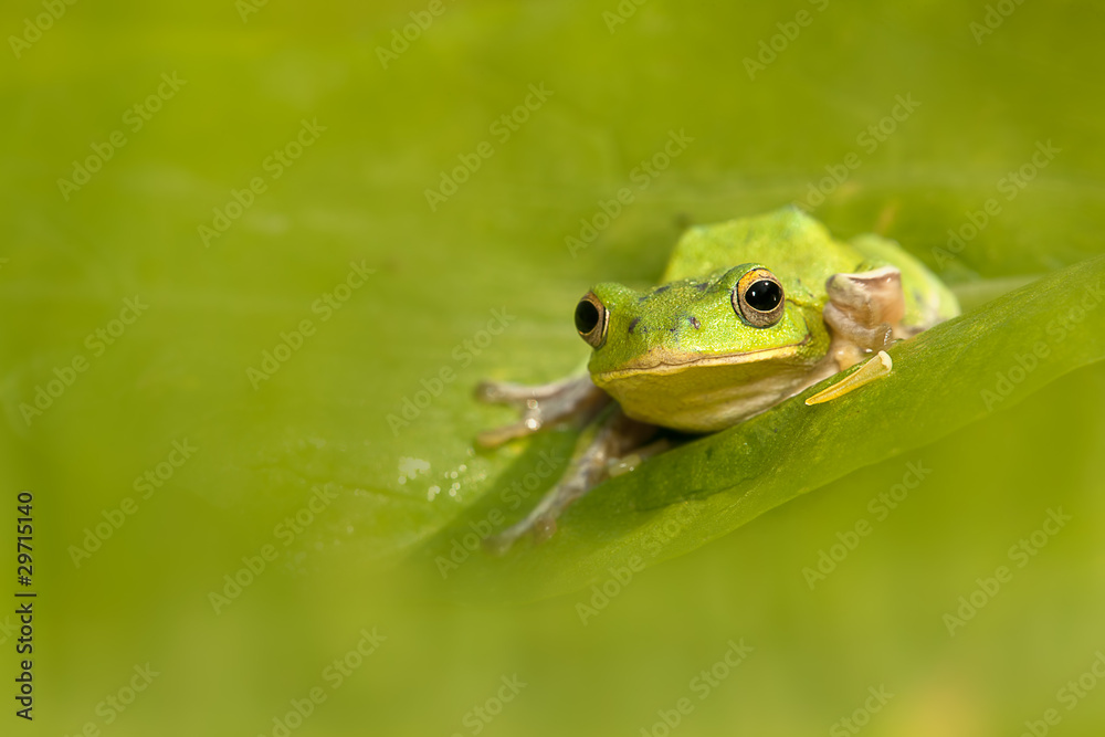 Obraz premium Rhacophorus arvalis