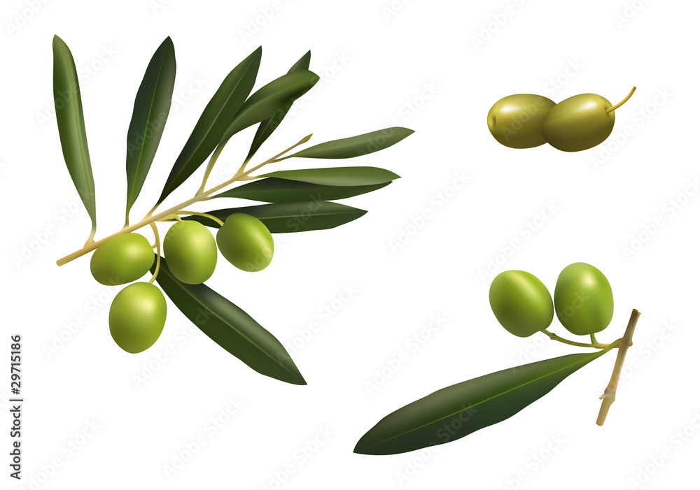 Green olives with leaves. Vector illustration. Green olives with leaves. Vector illustration.