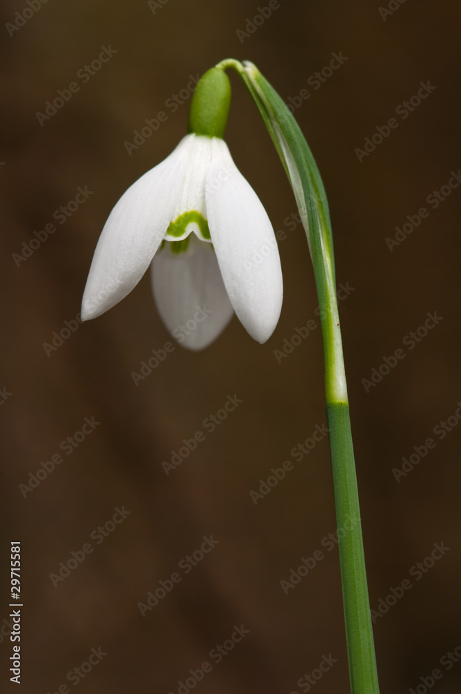 single winter snowdrop bloom close up detail single winter snowdrop bloom close up detail