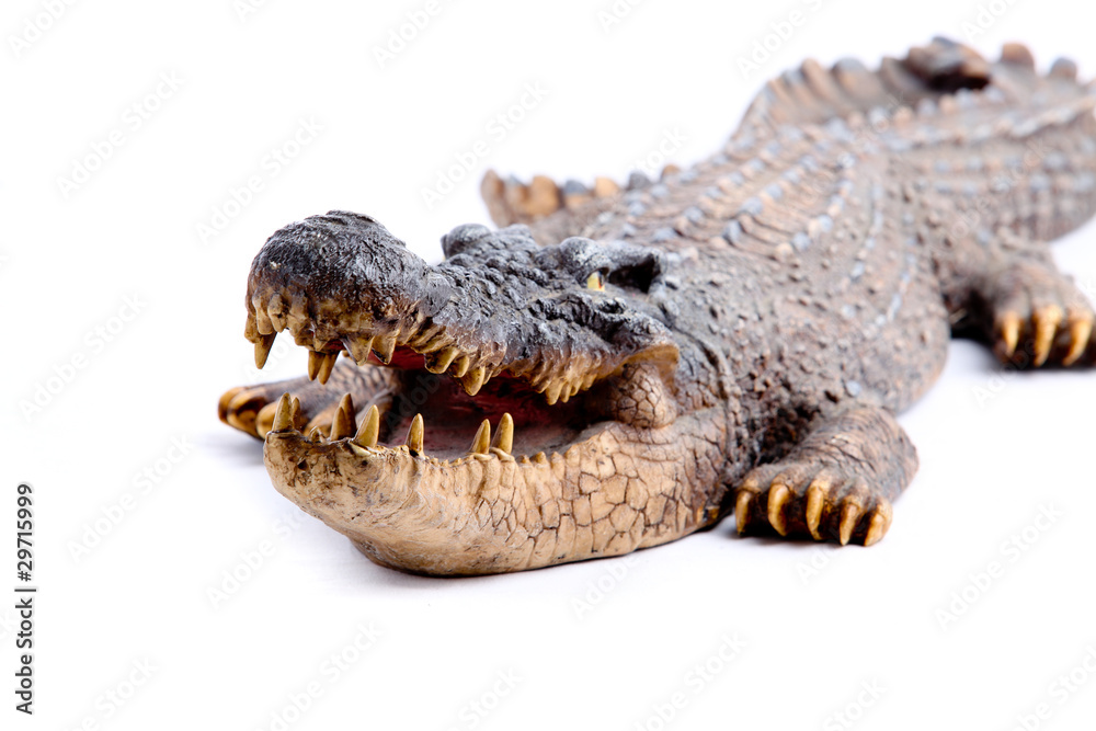 Obraz premium alligator
