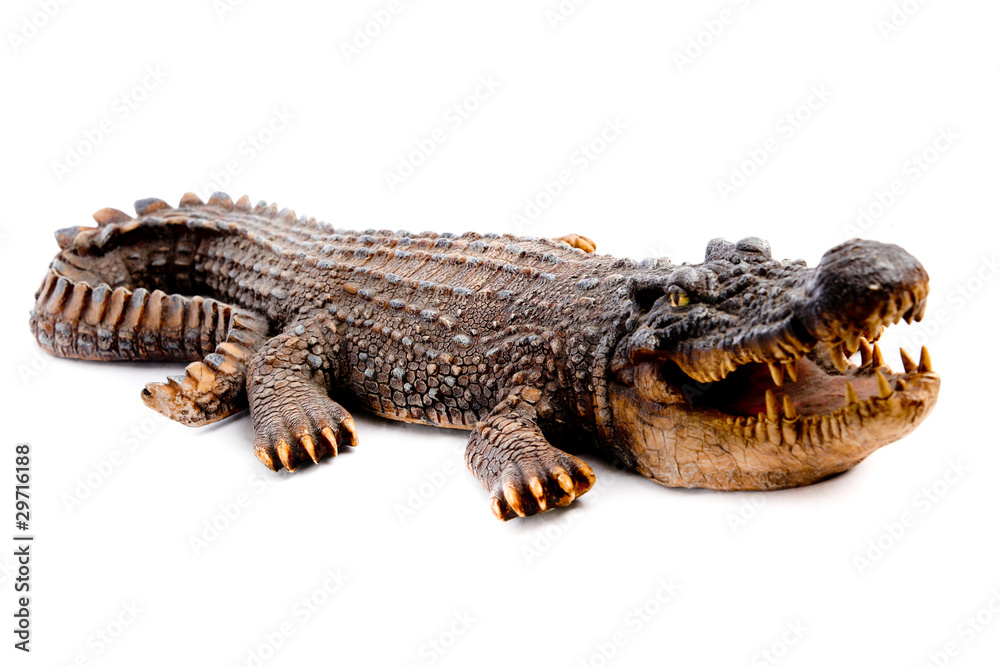 Naklejka premium Crocodile head with the mouth large open