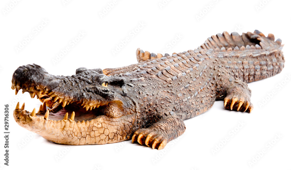 Fototapeta premium Crocodile head with the mouth large open