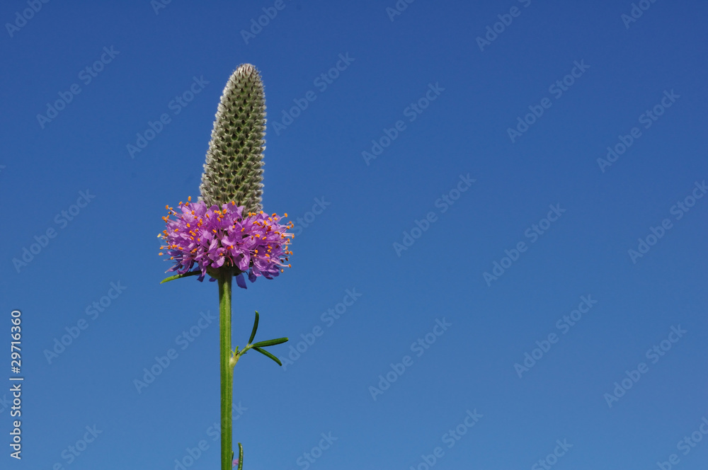 Obraz premium Purple Prairie Clover (Dalea purpurea) Wildflower