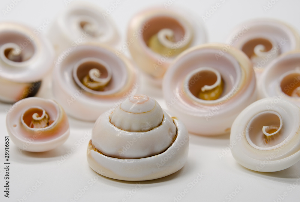 diverse aufgeschliffene Schneckenhäuser für Schmuck diverse aufgeschliffene Schneckenhäuser für Schmuck