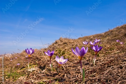 violet flowers on a spring hills