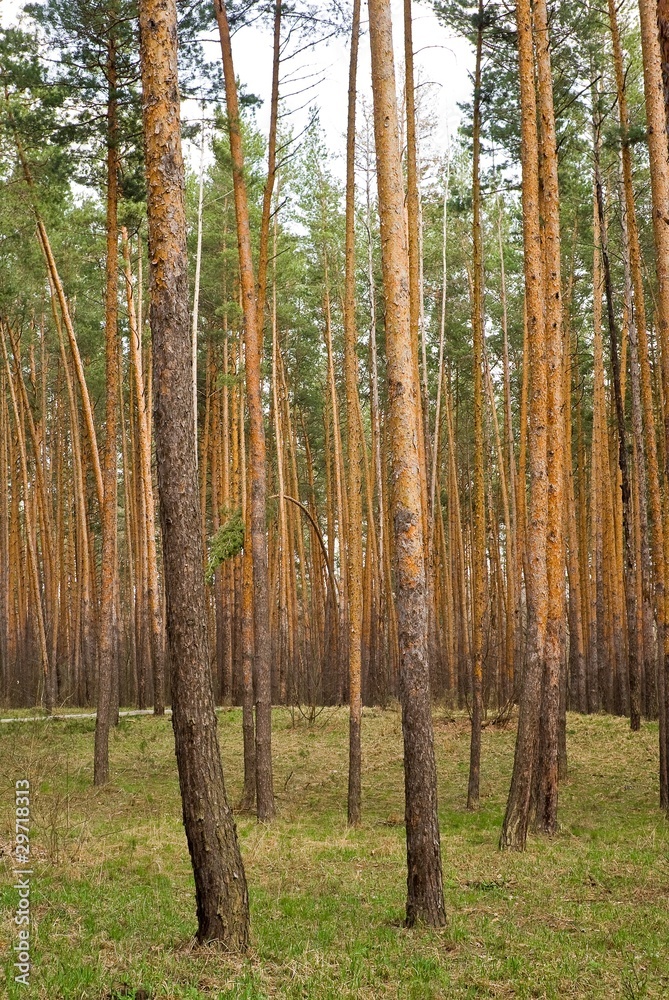Obraz premium pine tree forest