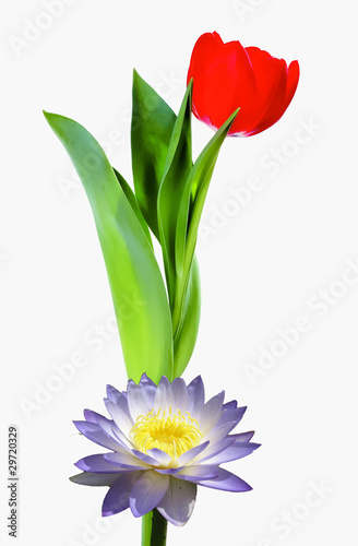 Red tulip & lotus photo