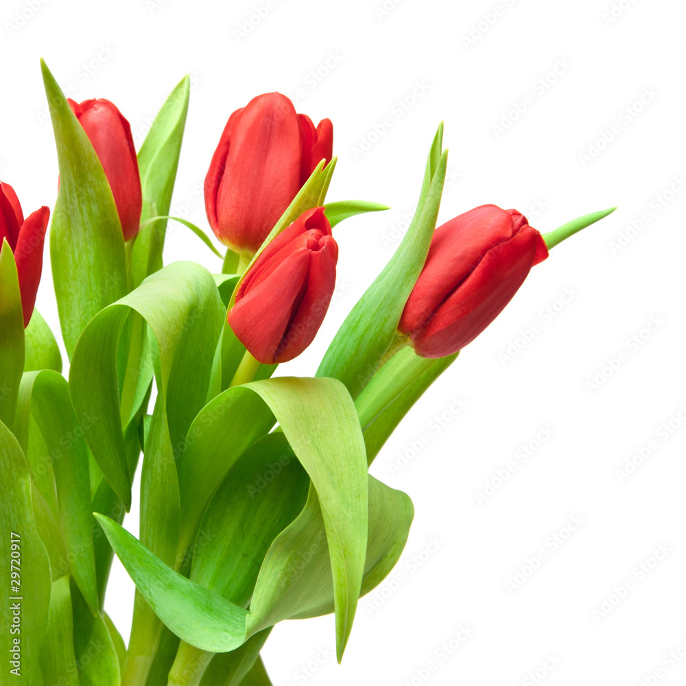 Obraz premium tulips