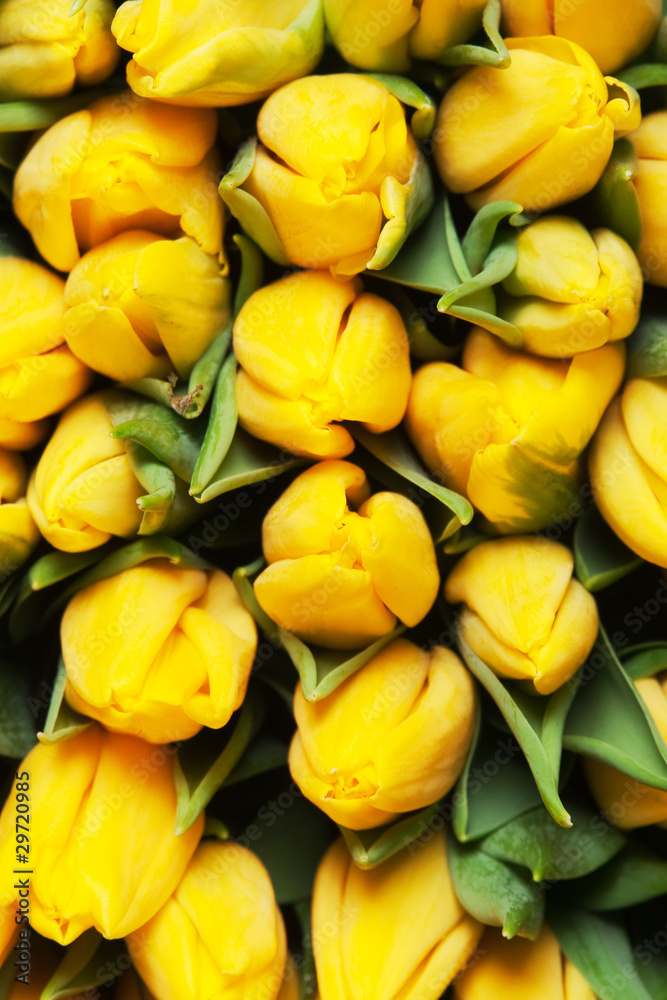Obraz premium tulips