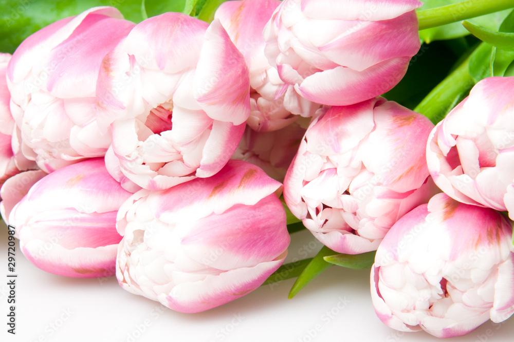 Fototapeta premium pink tulips