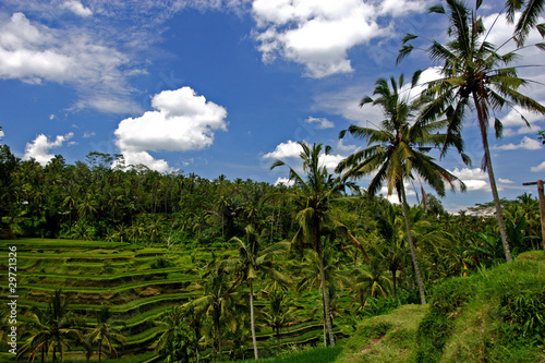 bali rice terrace with palm trees under cloudy sky