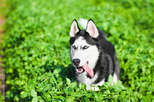 Husky running across green grass