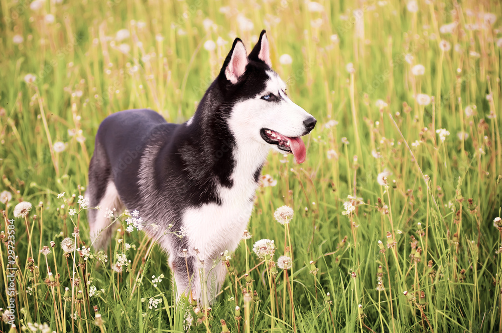 Husky standing in the middle of green grass
