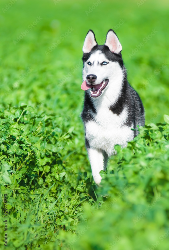 Husky running across green grass