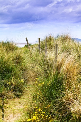 Dunes and grass