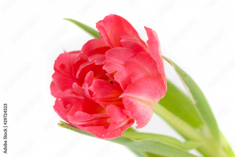 Obraz premium Tulips