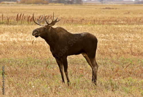 Fototapeta Naklejka Na Ścianę i Meble -  Young bull moose standing in Saskatchewan field