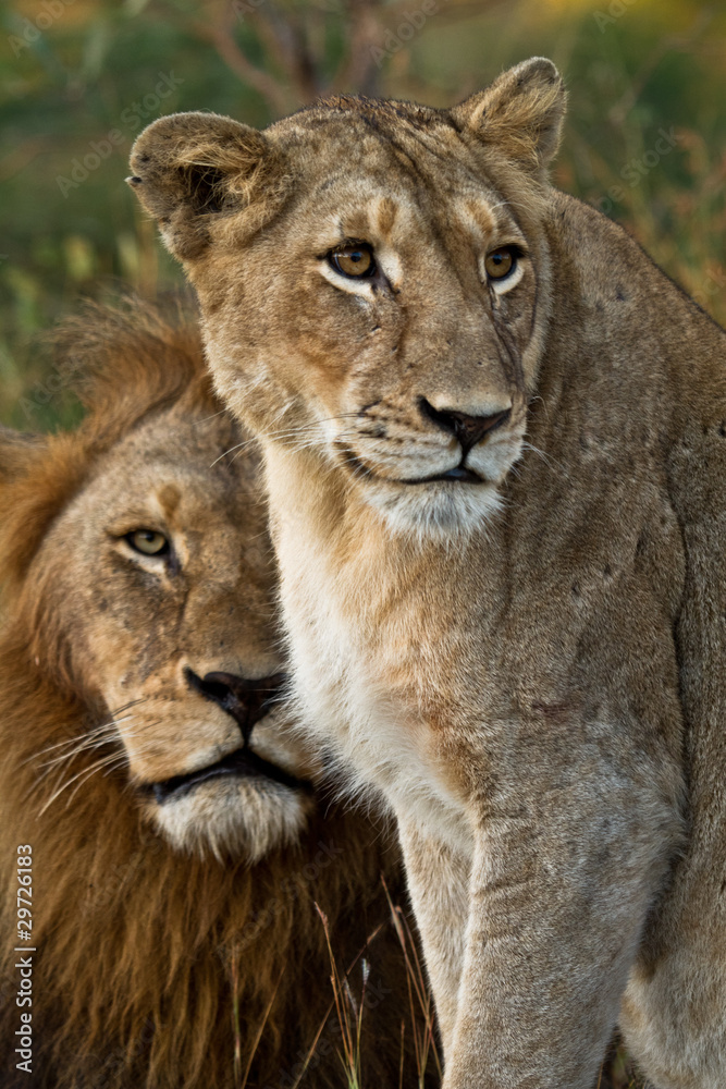 Lion couple, Kruger National Park, South Africa Lion couple, Kruger National Park, South Africa