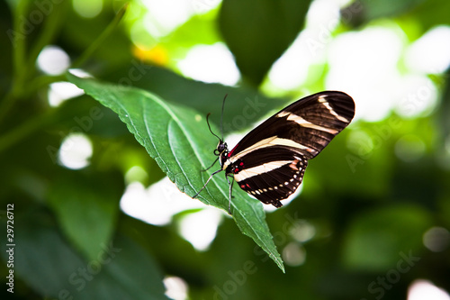 black and white butterfly on leaf