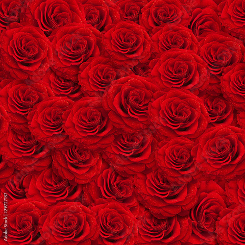 roses backgroud