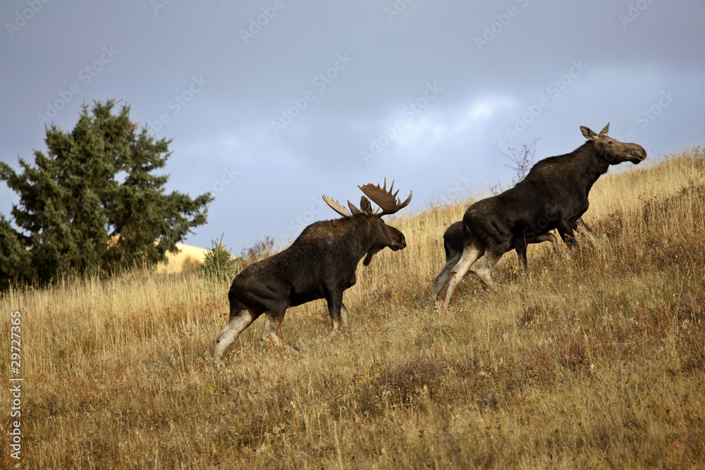 Fototapeta premium Bull cow and moose calf in the Cypress Hills Park